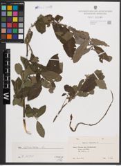 Foto von Salix cinerea L.